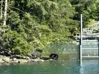 Bear at Salmon Hatchery