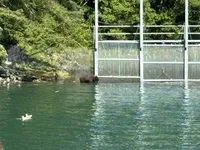 Bear at Salmon Hatchery