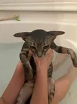 kitten in a bath